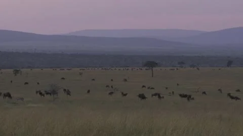 Many wildebeests on grassland, mountains Stock Footage 12658686