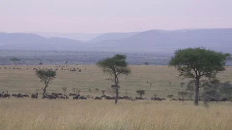 Many wildebeests on grassland, mountains Stock Footage