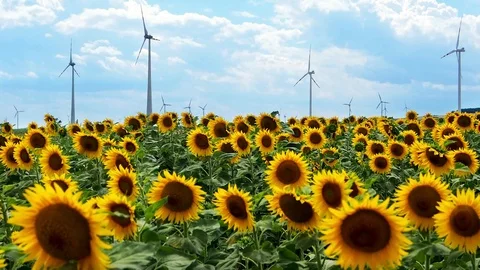 Many windmills rotating during windy summer cloudy day Stock Footage 98485589