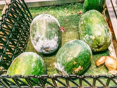 Many winter melons Stock Photos