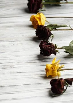 Many withered branches of roses on light wooden background with space for tex Stock Photos