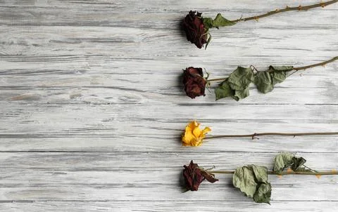 Many withered branches of roses on light wooden background with space for tex Stock Photos