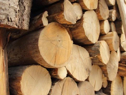 Many woods Stock Photos