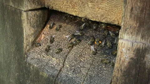 Many worker bees gather in front of the hive to prepare nectar to accumulate Stock Footage 247392239