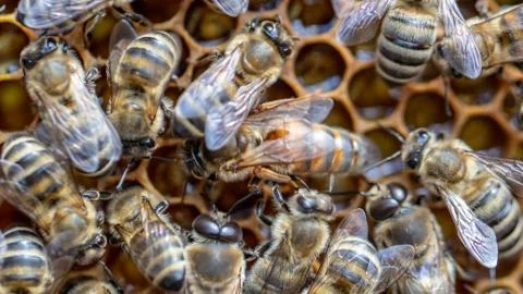 Many working bees on the surface of cells with honey and larvae. Backgound, Stock Photos