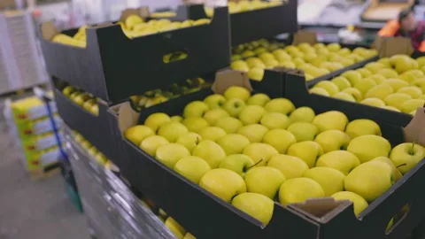 Many yellow apples in boxes Stock-Footage 198150740