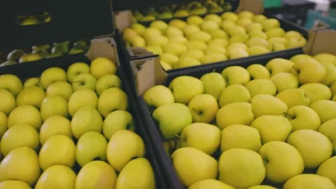 Many yellow apples in boxes Stock Footage 201249808