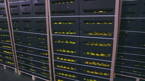 Many yellow apples in boxes Stock Footage 207734864