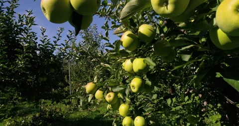 Many Yellow Apples On Branches And Track Up To Show Other Apples On Tree Stock Footage 199733935