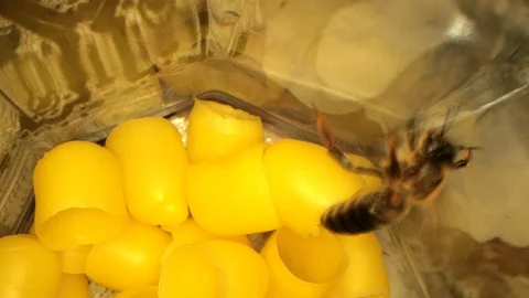 Many yellow beeswax for hatching bees, flying bees in the frame 動画素材 116013790