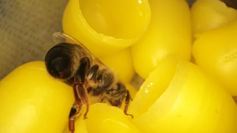 Many yellow beeswax for hatching bees, flying bees in the frame 스톡 동영상 116013845