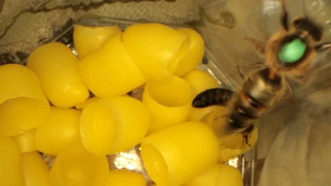 Many yellow beeswax for hatching bees, flying bees in the frame Stock-Footage 116013970