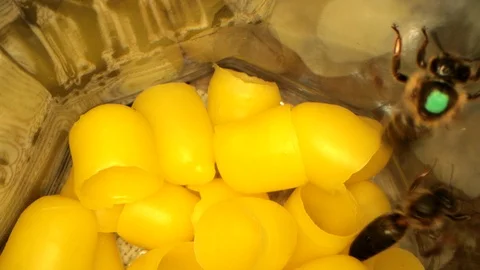 Many yellow beeswax for hatching bees, flying bees in the frame Video stock 116014015