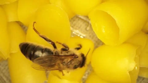 Many yellow beeswax for hatching bees, flying bees in the frame Stock Footage 116014142