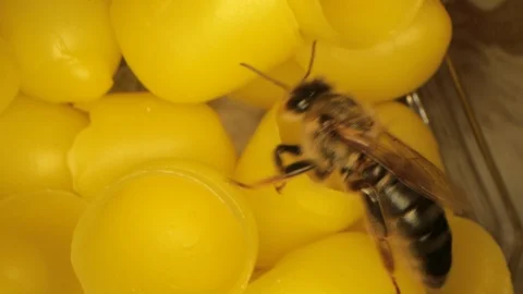 Many yellow beeswax for hatching bees, flying bees in the frame Stock-Footage 116014494
