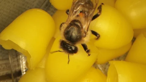 Many yellow beeswax for hatching bees, flying bees in the frame 動画素材 116014892