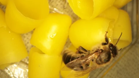 Many yellow beeswax for hatching bees, flying bees in the frame Stock Footage 116015385