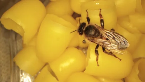 Many yellow beeswax for hatching bees, flying bees in the frame Видео 116015486