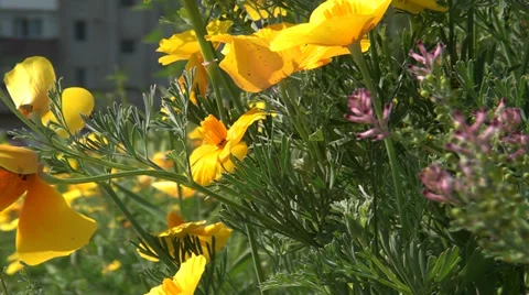 Many yellow camomiles Stock Footage 38865973