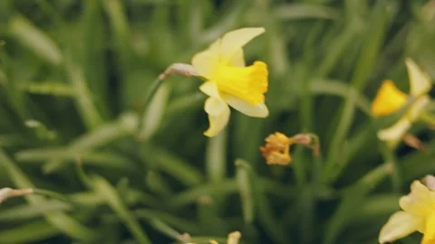 Many yellow daffodils close up Stock Footage 240945623