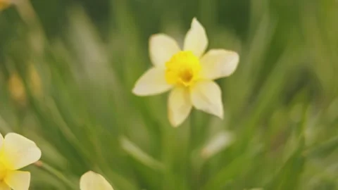 Many yellow daffodils close up Stock-Footage 241397852
