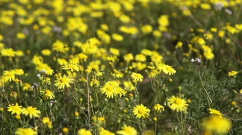 Many yellow daisies Stock Footage 32657519
