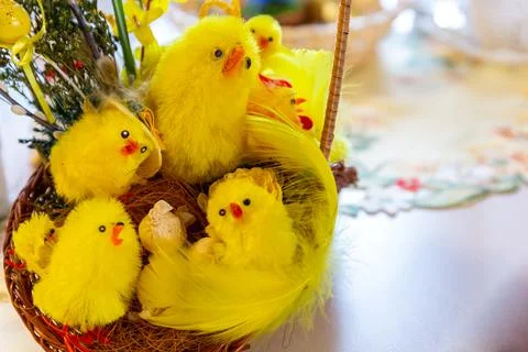 Many yellow Easter chicks in wicker Easter basket Fotos de archivo