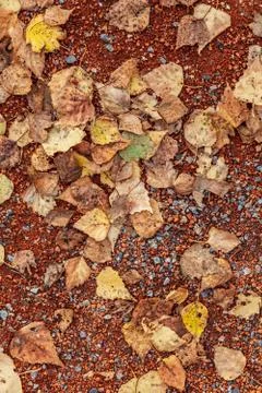 Many yellow fallen Stock Photos