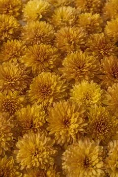 Many yellow flowers pattern texture background. Stock Photos