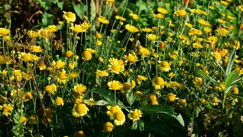 Many yellow flowers, sunlight Stock Footage 117419953