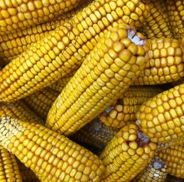 Many yellow Fresh cobs corn cobs closeup Foto stock