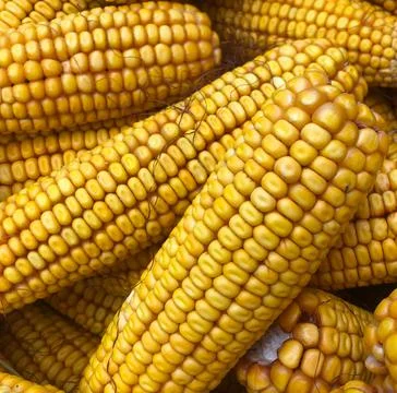 Many yellow Fresh cobs corn cobs closeup Stock Photos