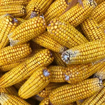 Many yellow Fresh cobs corn cobs closeup Stock Photos
