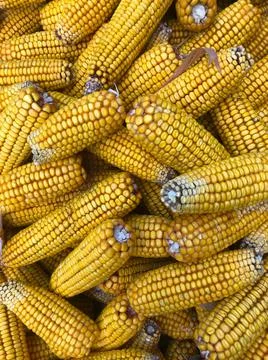 Many yellow Fresh cobs corn cobs closeup Stock Photos
