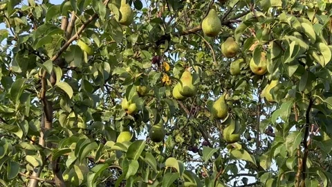 Many yellow green pears on a tree Stock Footage 205742156