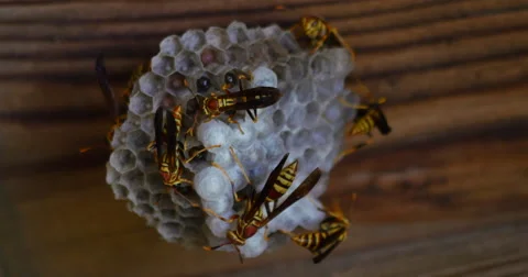 Many Yellow Jacket Wasps Watching Over Hive Close Up 442 10bit, 4K Stock Footage 65239341