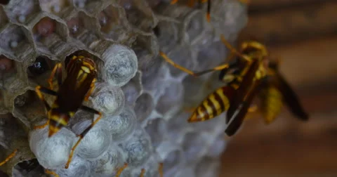 Many Yellow Jacket Wasps Watching Over Hive Macro Close 10bit, 4K Stock Footage 65241637
