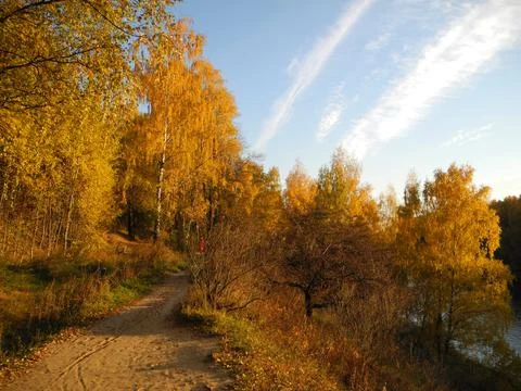 Many yellow trees Stock Photos