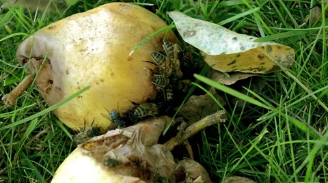 Many yellow wasps crawling inside a rotten pear. Stock Footage 66909918