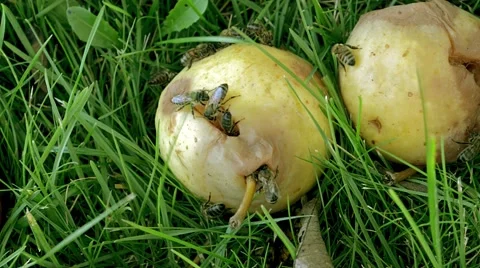 Many yellow wasps crawling inside a rotten pear. Stock Footage 66909935