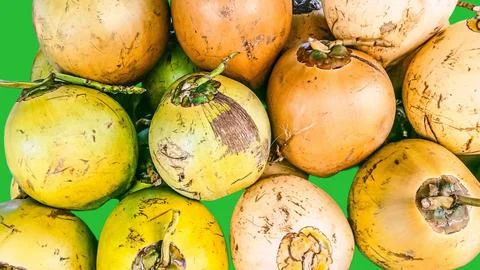 Many young coconuts Stock Photos