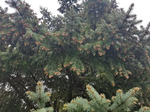 Many young cones on the branches of a pine tree in the forest Stock Photos