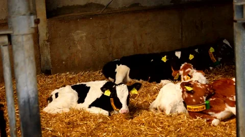 Many young cows in a stable - stall Видео 52051735