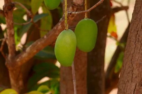 Many young green mango on the mango tree in the garden,mango on tree,cultivat Stock Photos