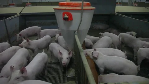Many young pigs in the cage Stock Footage 81069698