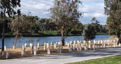Many young trees and plants with tree sleeves or guards. Maribyrnong, Melbourne Stock Footage 276604354