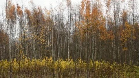 Many young trees in front of a birch grove Stock Footage 118308959