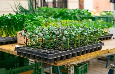 Many young vegetable seedlings in a plastic pot being sold at a public market Stock Photos