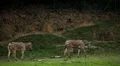 Many zebra walking in savanna, African Equids HD Footage
