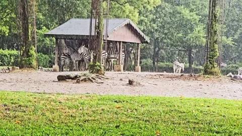 Many zebras standing in the. Stock Footage 282633899